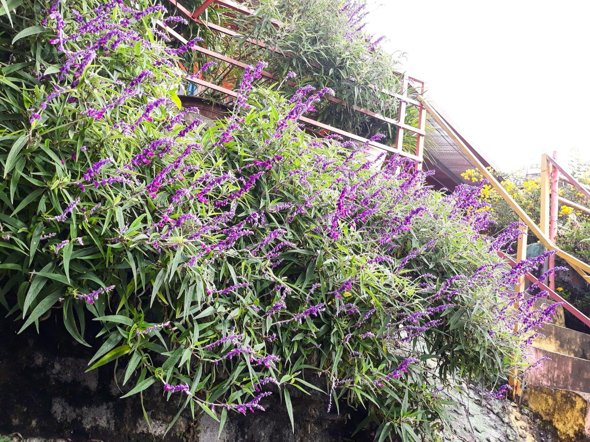 Sapa Tatu Homestay 外观 照片